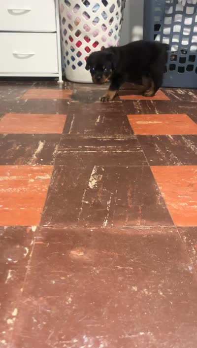 Lime green , a male Rottweiler for sale in Anniston, AL – 5 of 6
