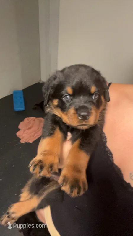 Lime green  – Rottweiler puppy for sale in Anniston, AL