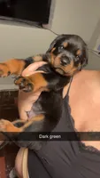 Dark green , a male Rottweiler for sale in Anniston, AL – 1 of 3