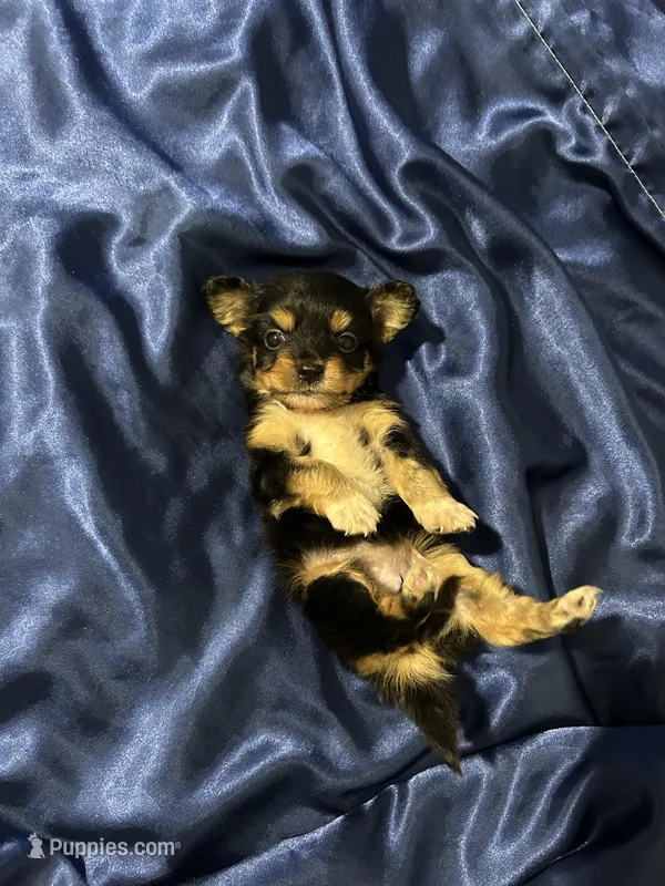 Sadie  – Jack Russell Terrier, Miniature Schnauzer puppy for sale in Alameda, CA