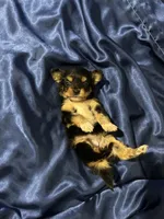 Sadie , a female Jack Russell Terrier and Miniature Schnauzer for sale in Alameda, CA – Photo 1 of 2