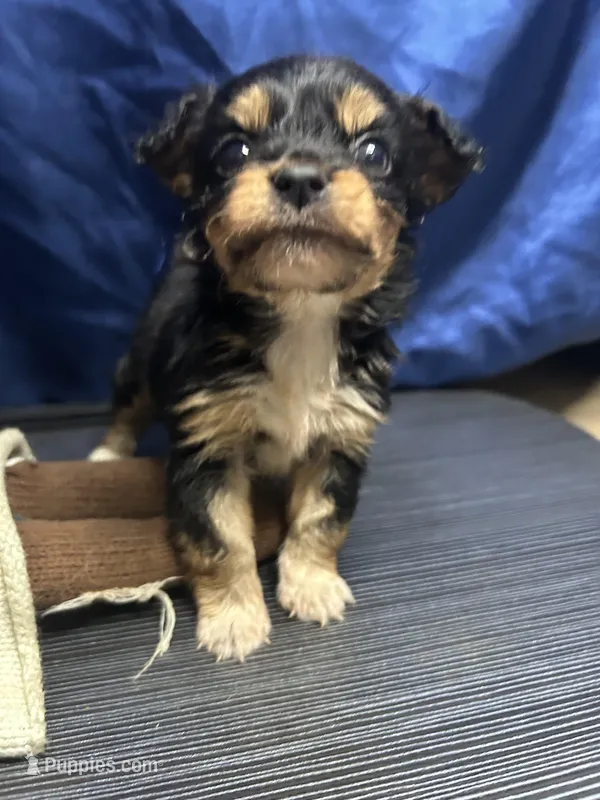 Sadie  – Jack Russell Terrier, Miniature Schnauzer puppy for sale in Alameda, CA