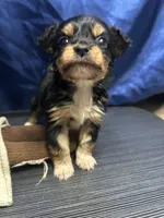 Sadie , a female Jack Russell Terrier and Miniature Schnauzer for sale in Alameda, CA – Photo 2 of 2