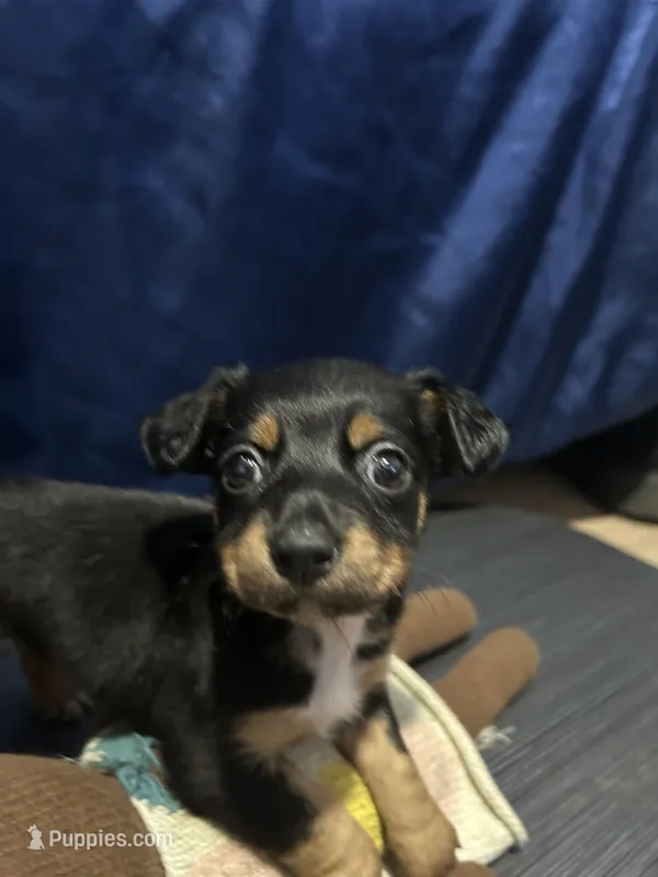 Jax  – Jack Russell Terrier, Miniature Schnauzer puppy for sale in Alameda, CA