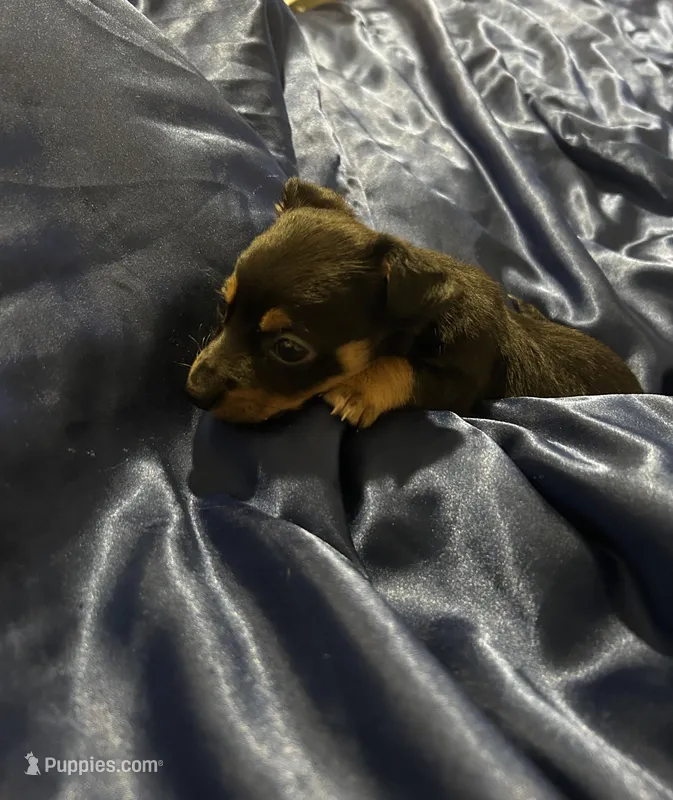 Max – Jack Russell Terrier, Miniature Schnauzer puppy for sale in Alameda, CA