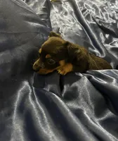 Max, a male Jack Russell Terrier and Miniature Schnauzer for sale in Alameda, CA – Photo 1 of 2