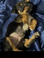 Max, a male Jack Russell Terrier and Miniature Schnauzer for sale in Alameda, CA – Photo 2 of 2