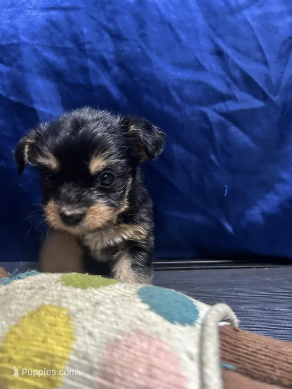 Bear  – Jack Russell Terrier, Miniature Schnauzer puppy for sale in Alameda, CA