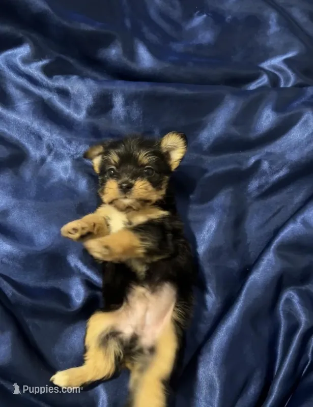 Bear  – Jack Russell Terrier, Miniature Schnauzer puppy for sale in Alameda, CA