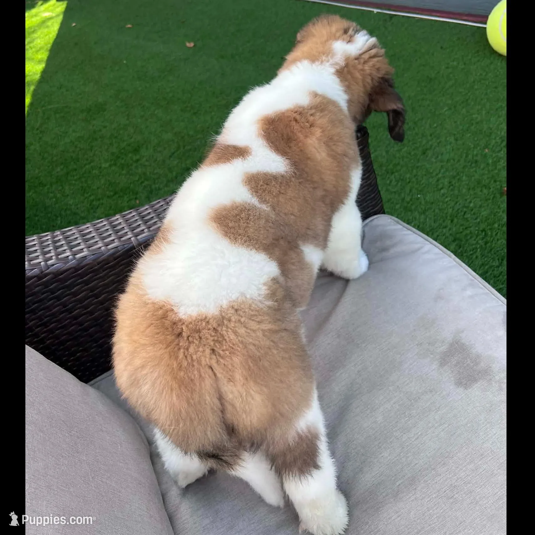 Squiggles, a female Saint Bernard and Alaskan Husky for sale in Escondido, CA – Photo 6 of 10