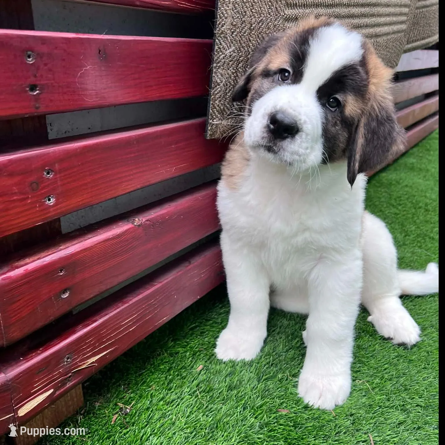 Squiggles, a female Saint Bernard and Alaskan Husky for sale in Escondido, CA – Photo 2 of 10
