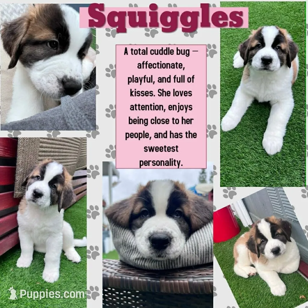 Squiggles, a female Saint Bernard and Alaskan Husky for sale in Escondido, CA – Photo 10 of 10