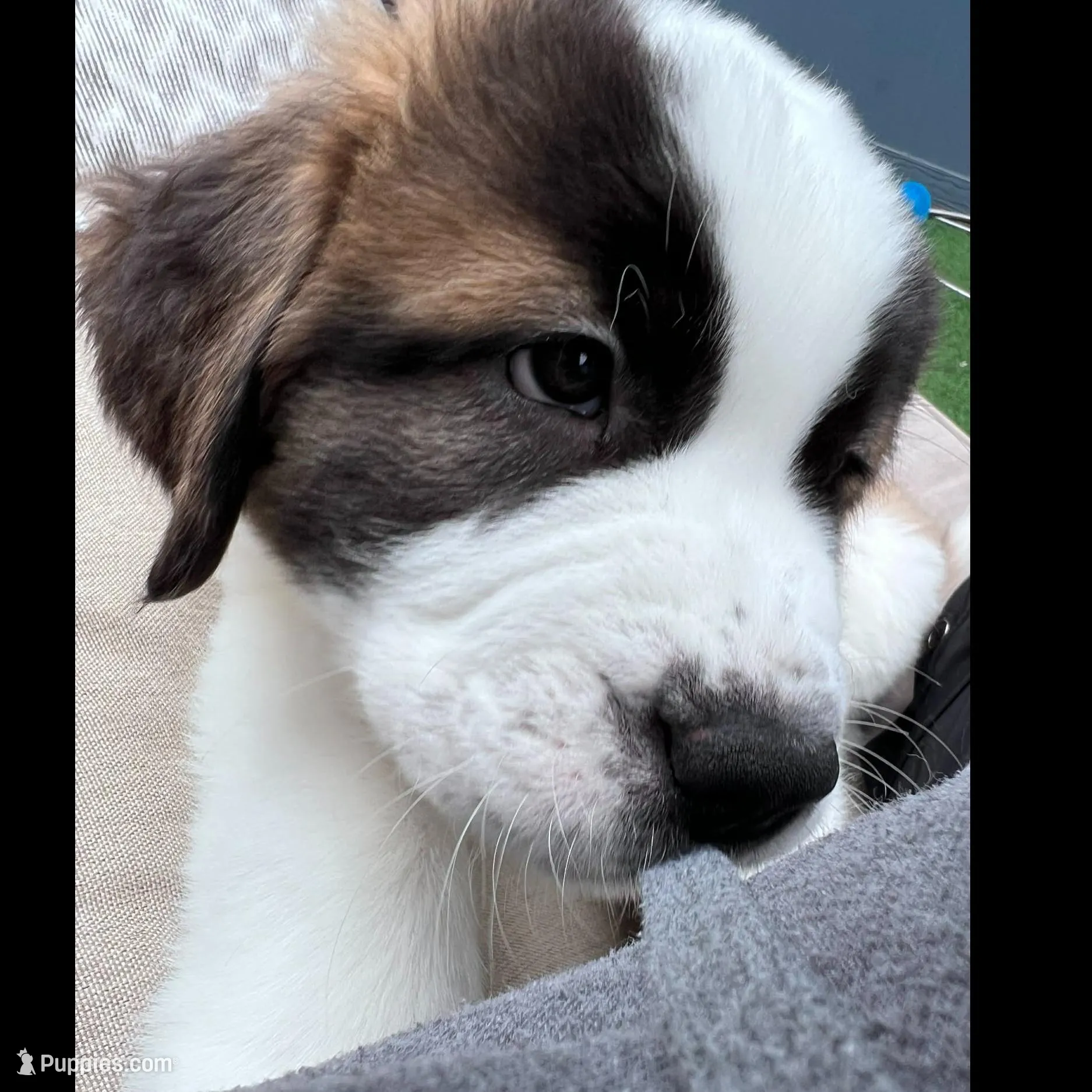 Squiggles, a female Saint Bernard and Alaskan Husky for sale in Escondido, CA – Photo 3 of 10