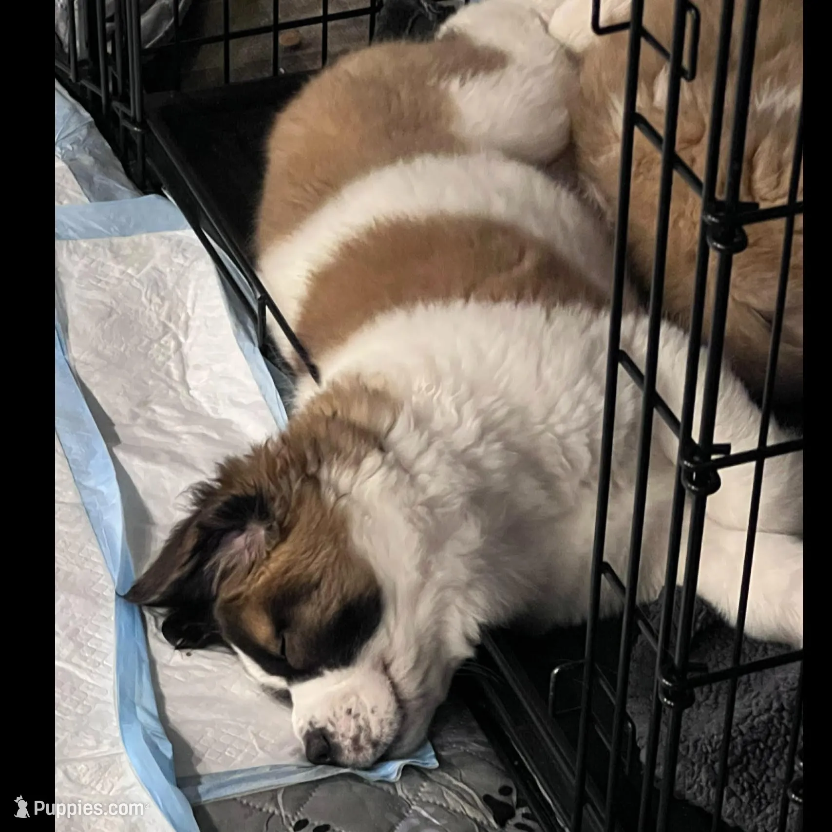 Squiggles, a female Saint Bernard and Alaskan Husky for sale in Escondido, CA – Photo 8 of 10