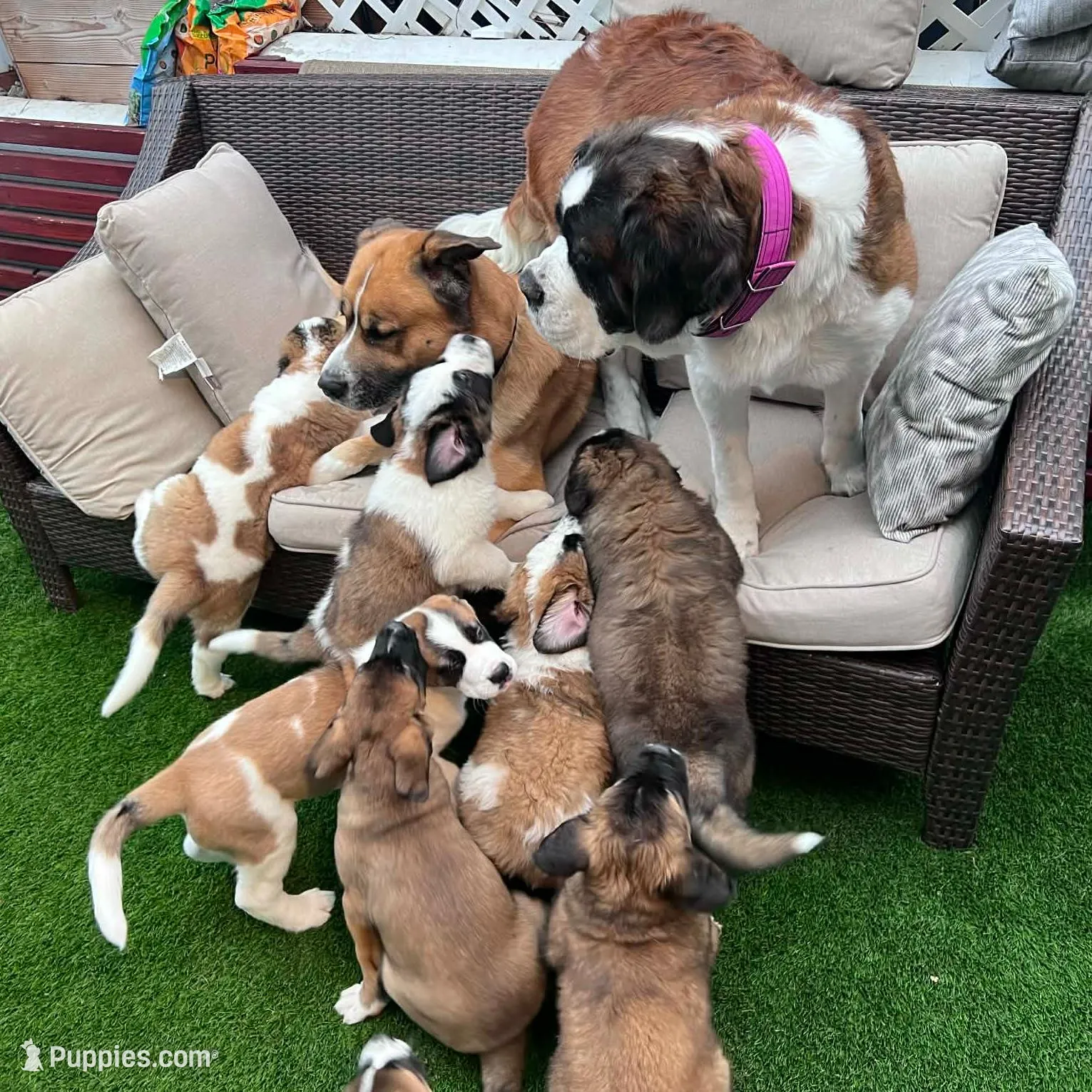 Squiggles, a female Saint Bernard and Alaskan Husky for sale in Escondido, CA – Photo 9 of 10
