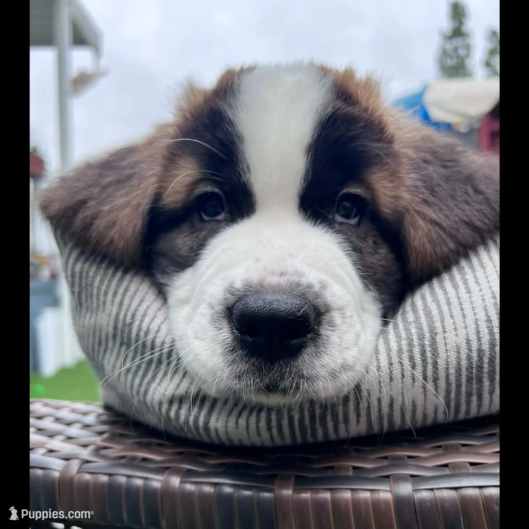 Squiggles, a female Saint Bernard and Alaskan Husky for sale in Escondido, CA – Photo 4 of 10