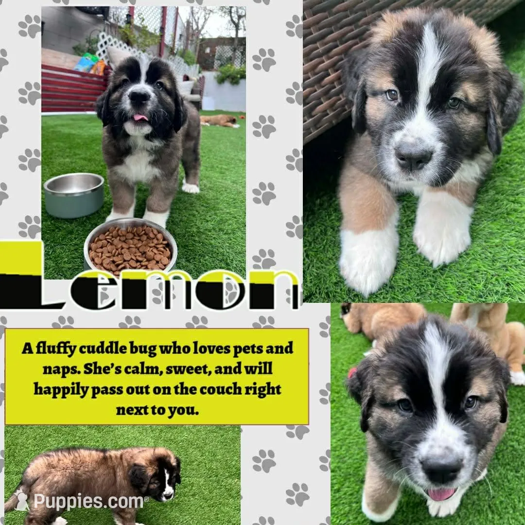 Lemon, a female Saint Bernard and Alaskan Husky for sale in Escondido, CA – Photo 6 of 8