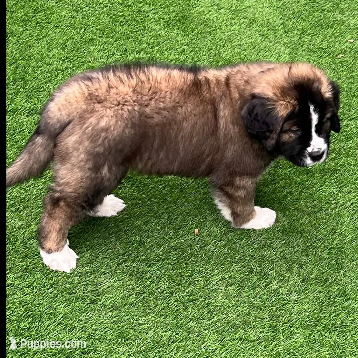 Lemon, a female Saint Bernard and Alaskan Husky for sale in Escondido, CA – Photo 3 of 8