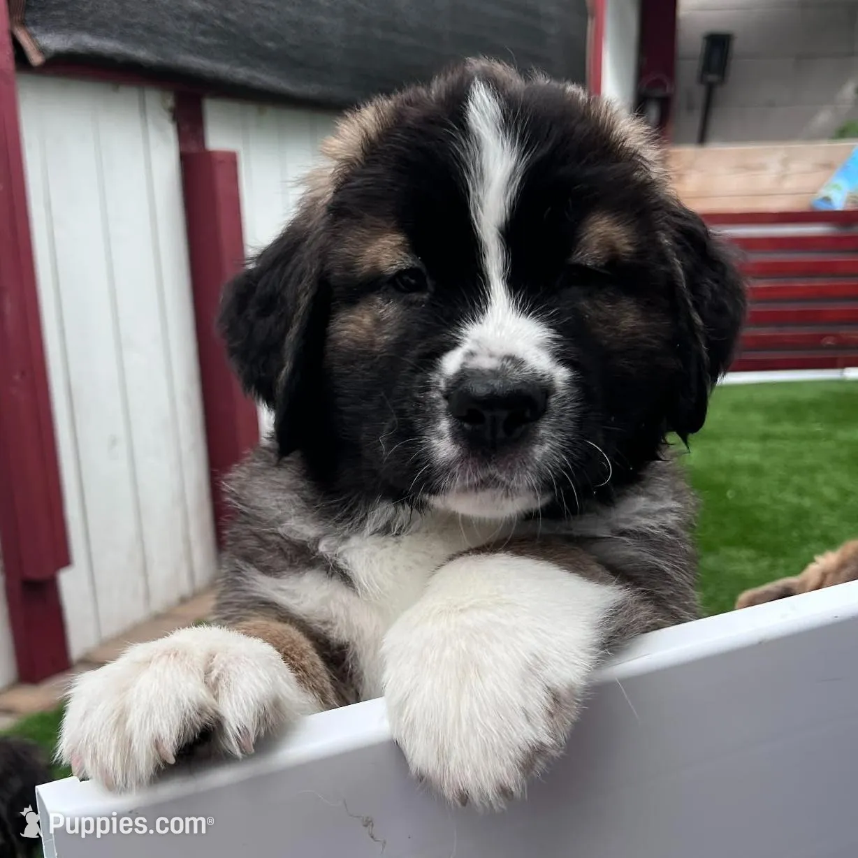 Lemon, a female Saint Bernard and Alaskan Husky for sale in Escondido, CA – Photo 4 of 8