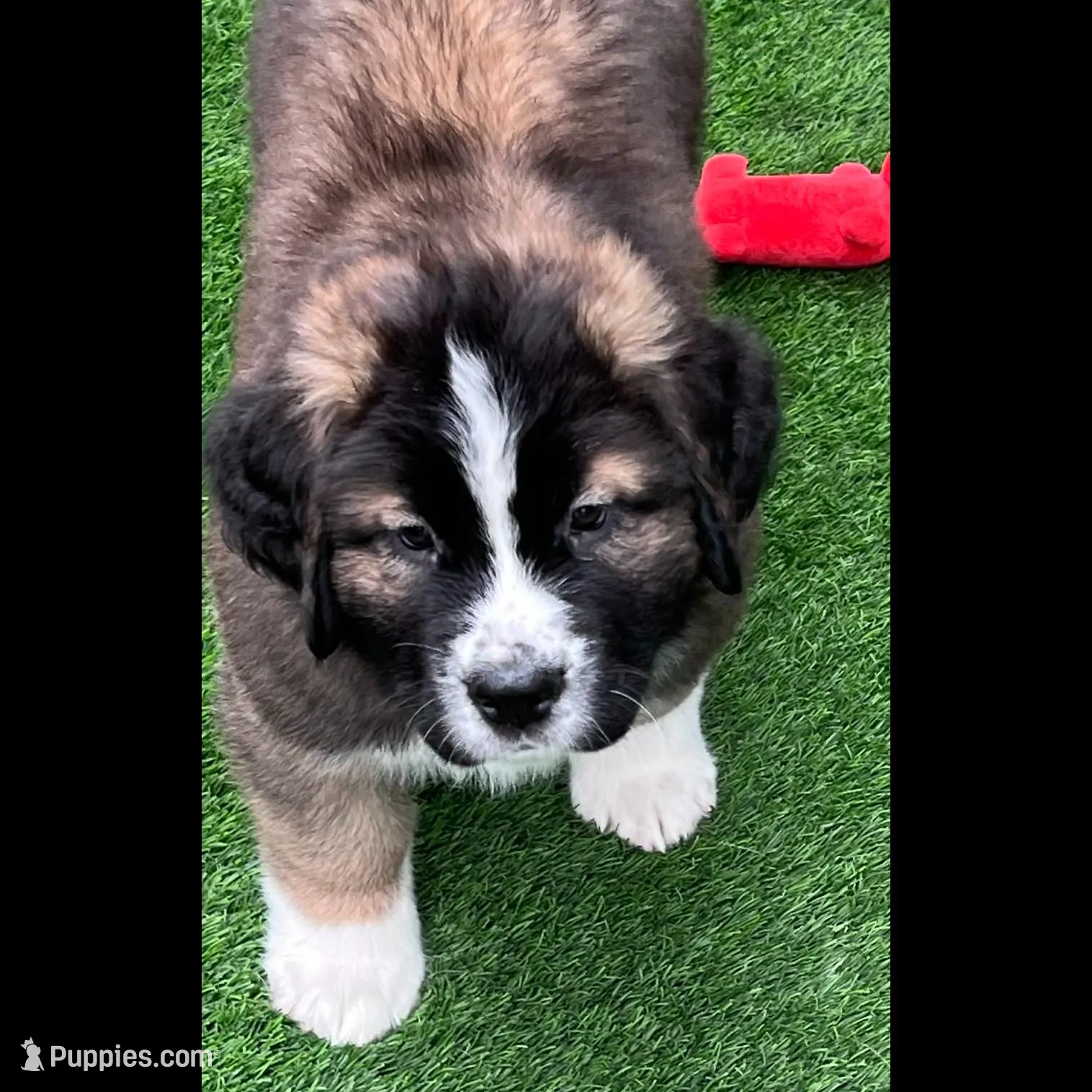 Lemon, a female Saint Bernard and Alaskan Husky for sale in Escondido, CA – Photo 7 of 8