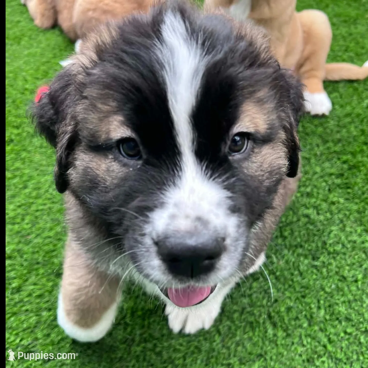 Lemon, a female Saint Bernard and Alaskan Husky for sale in Escondido, CA – Photo 2 of 8