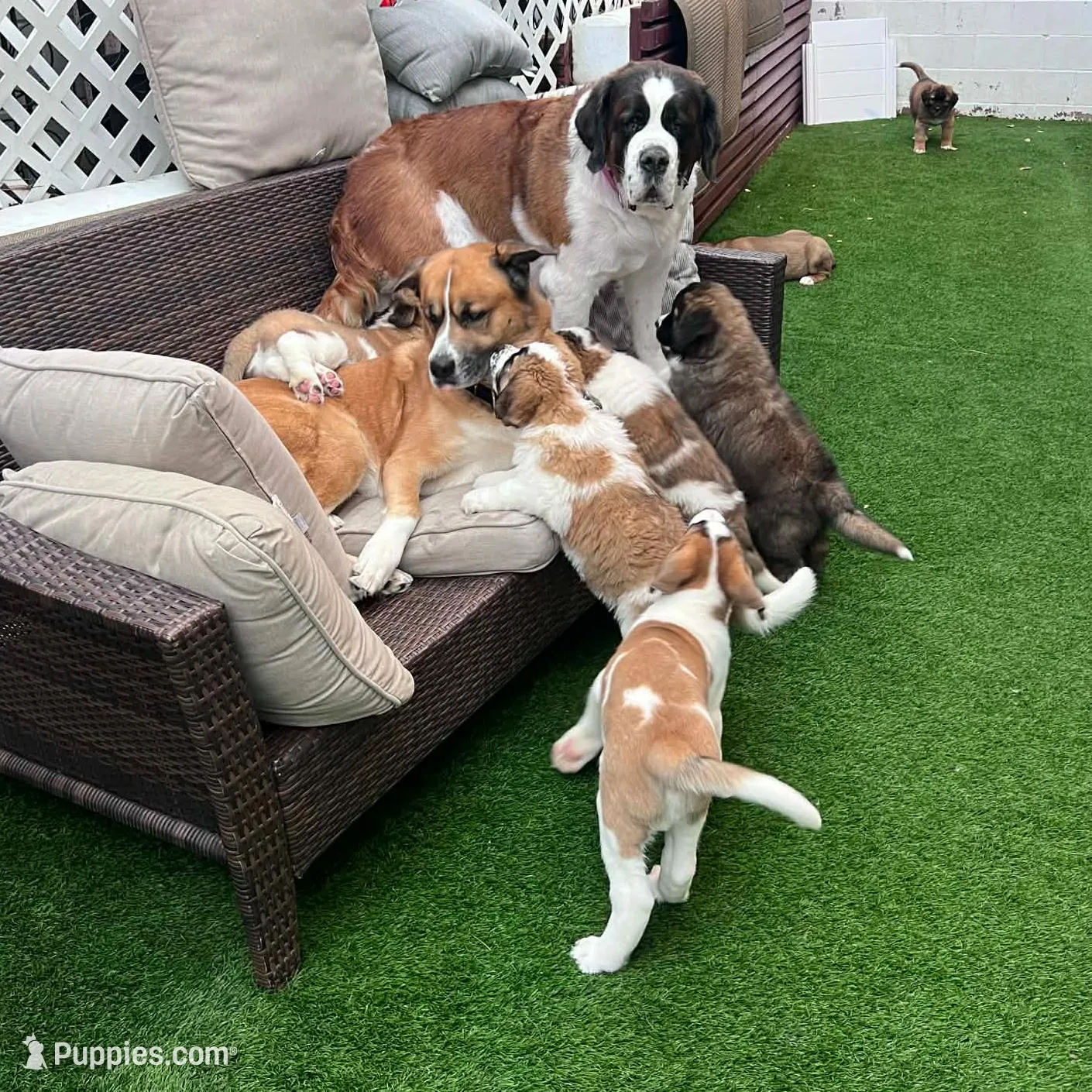 Lemon, a female Saint Bernard and Alaskan Husky for sale in Escondido, CA – Photo 8 of 8