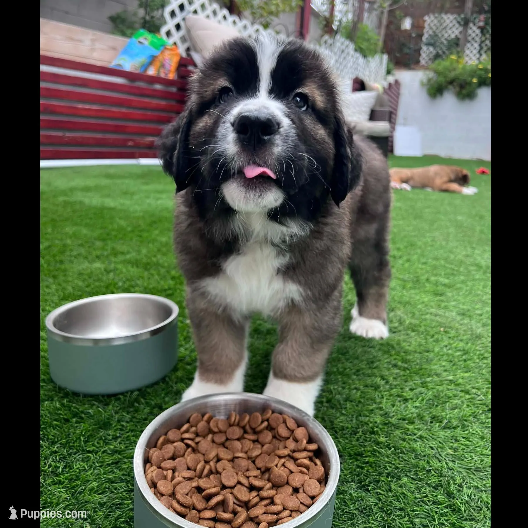 Lemon, a female Saint Bernard and Alaskan Husky for sale in Escondido, CA – Photo 5 of 8