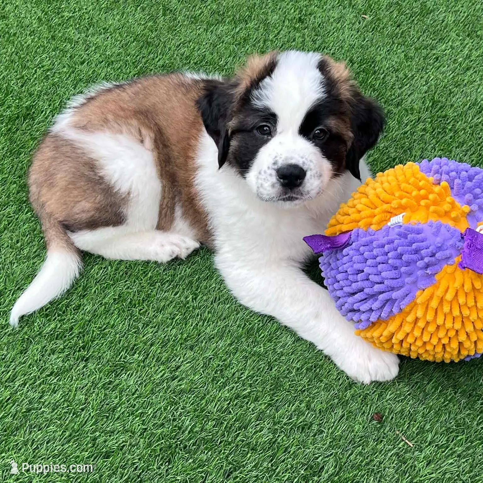 Abby, a female Saint Bernard and Alaskan Husky for sale in Escondido, CA – Photo 4 of 9