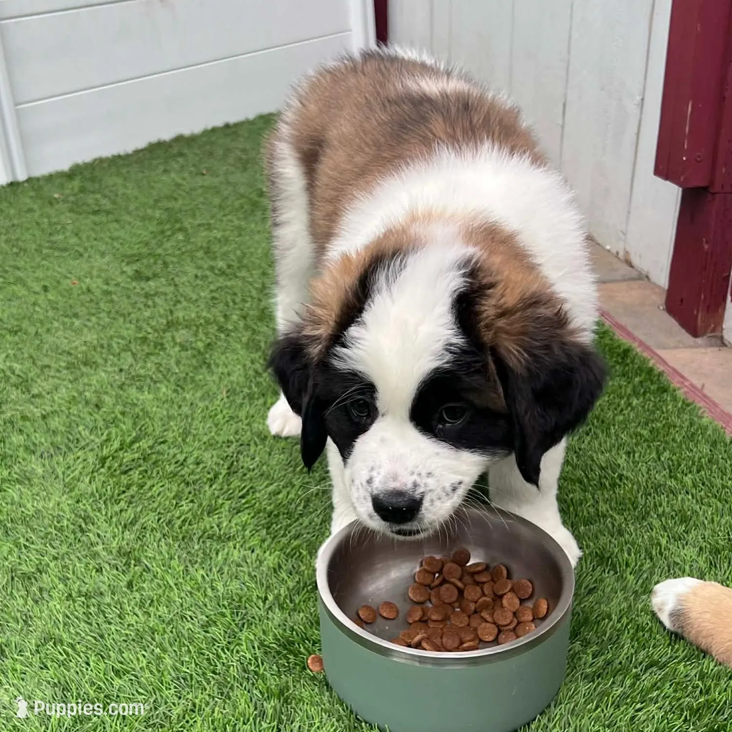 Abby, a female Saint Bernard and Alaskan Husky for sale in Escondido, CA – Photo 8 of 9