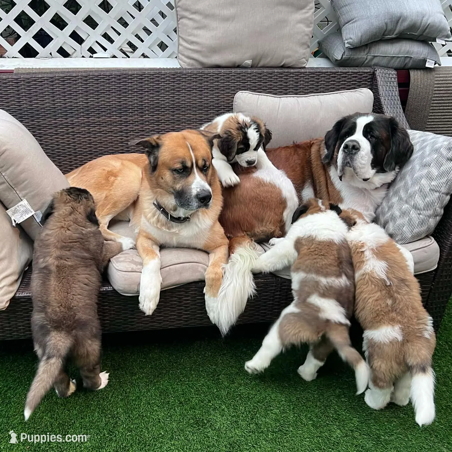 Abby, a female Saint Bernard and Alaskan Husky for sale in Escondido, CA – Photo 9 of 9