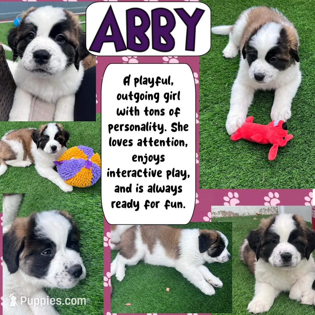 Abby, a female Saint Bernard and Alaskan Husky for sale in Escondido, CA – Photo 5 of 9