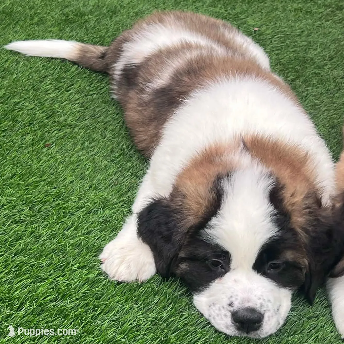 Abby, a female Saint Bernard and Alaskan Husky for sale in Escondido, CA – Photo 7 of 9