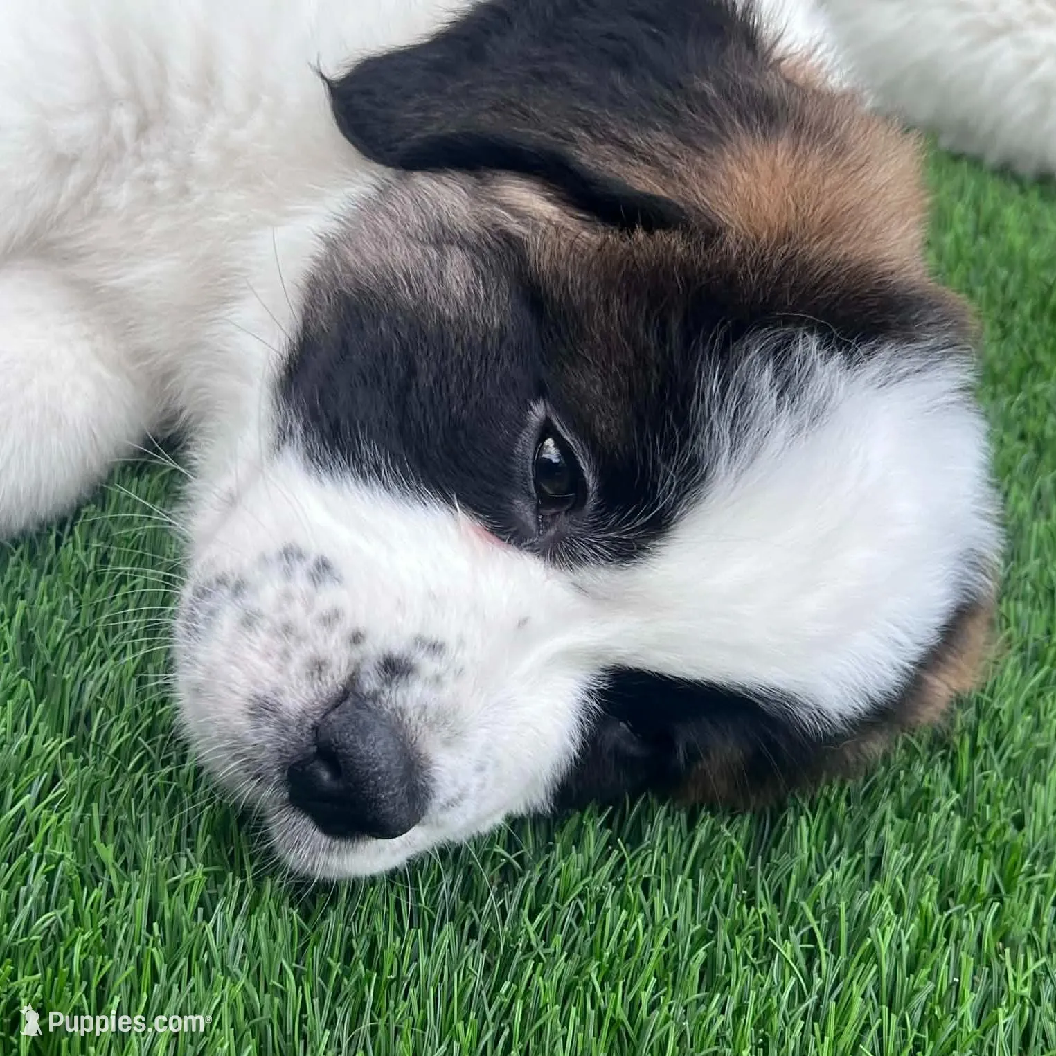 Abby, a female Saint Bernard and Alaskan Husky for sale in Escondido, CA – Photo 6 of 9