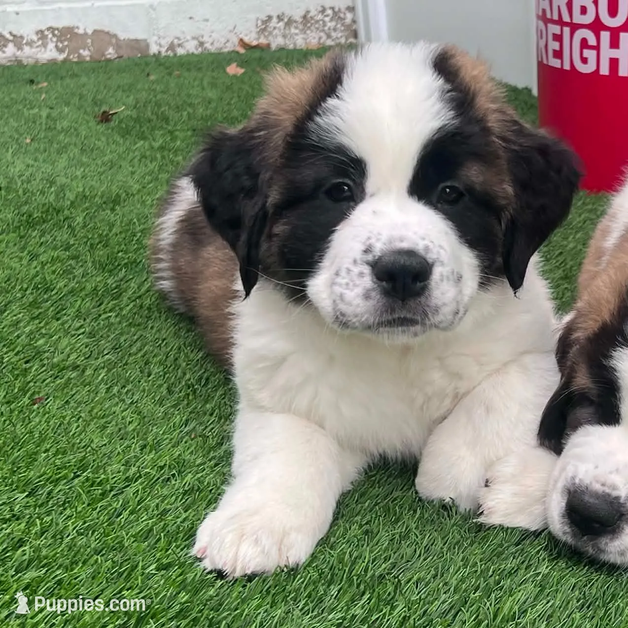 Abby, a female Saint Bernard and Alaskan Husky for sale in Escondido, CA – Photo 3 of 9