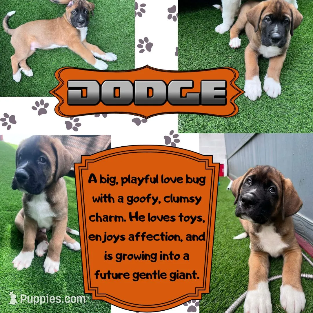 Dodge, a male Saint Bernard and Alaskan Husky for sale in Escondido, CA – Photo 8 of 9