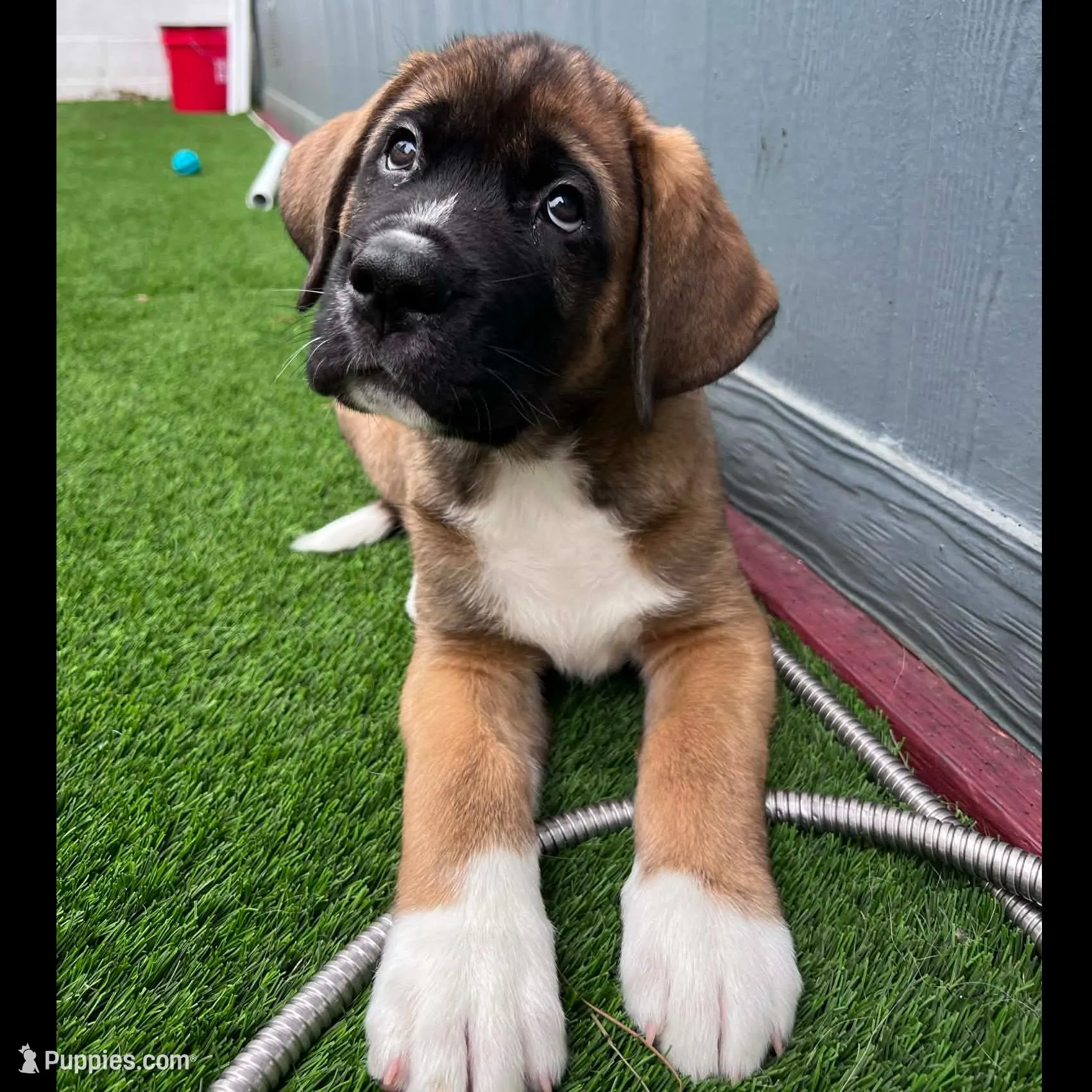 Dodge, a male Saint Bernard and Alaskan Husky for sale in Escondido, CA – Photo 7 of 9
