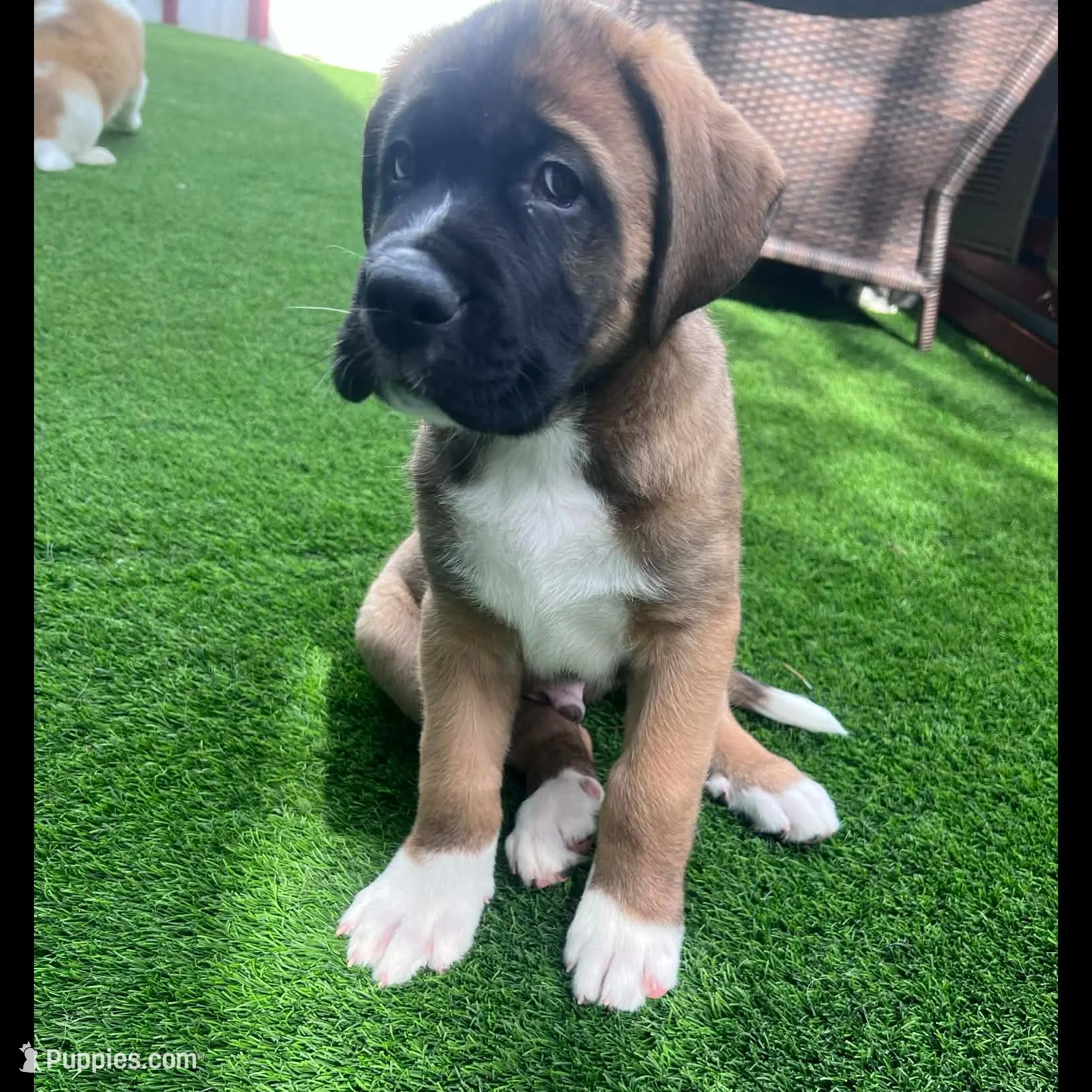 Dodge, a male Saint Bernard and Alaskan Husky for sale in Escondido, CA – Photo 5 of 9