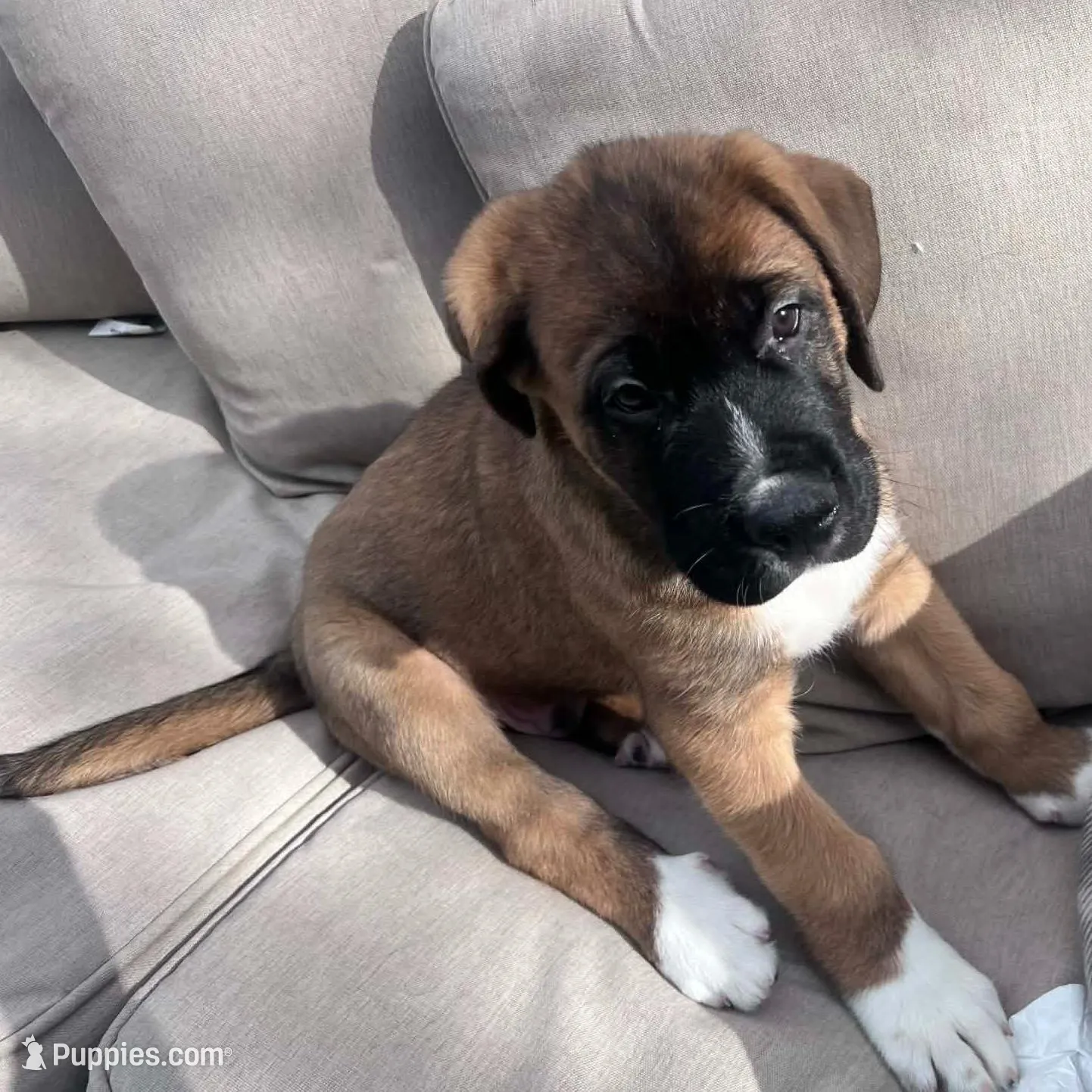 Dodge, a male Saint Bernard and Alaskan Husky for sale in Escondido, CA – Photo 3 of 9