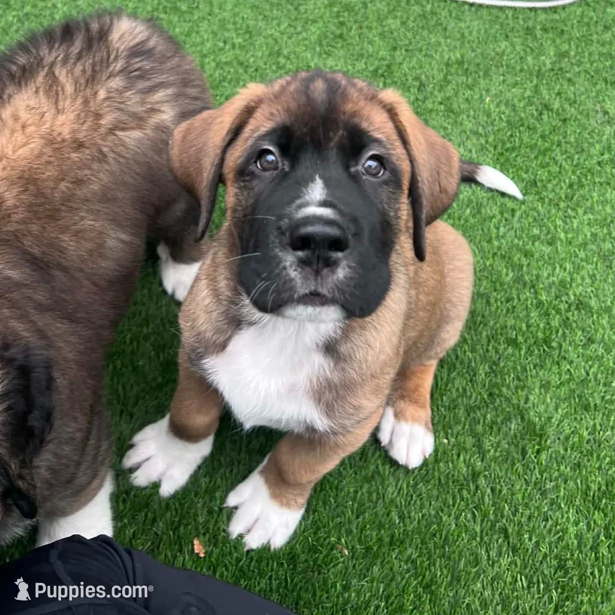 Dodge, a male Saint Bernard and Alaskan Husky for sale in Escondido, CA – Photo 6 of 9