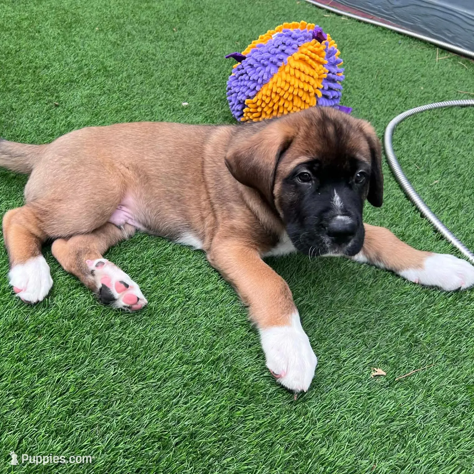 Dodge, a male Saint Bernard and Alaskan Husky for sale in Escondido, CA – Photo 4 of 9