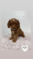 APPLE, a male Cavapoo for sale in Sugarcreek, OH – Photo 1 of 4