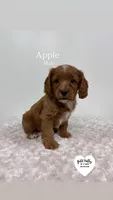 APPLE, a male Cavapoo for sale in Sugarcreek, OH – Photo 3 of 4