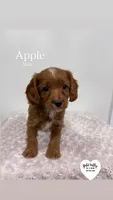 APPLE, a male Cavapoo for sale in Sugarcreek, OH – Photo 2 of 4