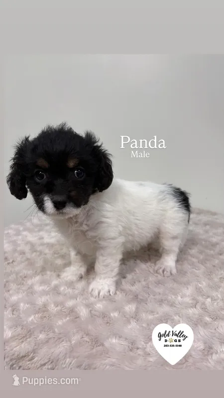 PANDA