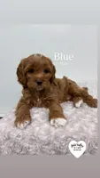 BLUE, a male Cavapoo for sale in Sugarcreek, OH – Photo 3 of 3