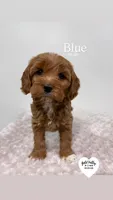 BLUE, a male Cavapoo for sale in Sugarcreek, OH – Photo 1 of 3