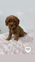 BLUE, a male Cavapoo for sale in Sugarcreek, OH – Photo 2 of 3