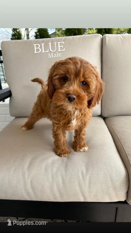 BLUE – Cavapoo puppy for sale in Sugarcreek, OH