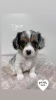 TIGER, a  Cavapoo for sale in Sugarcreek, OH – Photo 1 of 3