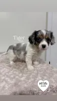 TIGER, a  Cavapoo for sale in Sugarcreek, OH – Photo 2 of 3